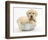 Yellow Labrador Retriever Puppy, 7 Weeks, in a Metal Dog Bowl-Mark Taylor-Framed Photographic Print