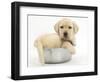 Yellow Labrador Retriever Puppy, 7 Weeks, in a Metal Dog Bowl-Mark Taylor-Framed Photographic Print