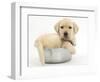 Yellow Labrador Retriever Puppy, 7 Weeks, in a Metal Dog Bowl-Mark Taylor-Framed Photographic Print