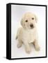 Yellow Labrador Retriever Puppy, 7 Weeks, Sitting and Looking Up-Mark Taylor-Framed Stretched Canvas