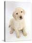 Yellow Labrador Retriever Puppy, 7 Weeks, Sitting and Looking Up-Mark Taylor-Stretched Canvas