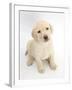 Yellow Labrador Retriever Puppy, 7 Weeks, Sitting and Looking Up-Mark Taylor-Framed Photographic Print