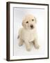 Yellow Labrador Retriever Puppy, 7 Weeks, Sitting and Looking Up-Mark Taylor-Framed Photographic Print