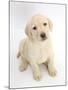 Yellow Labrador Retriever Puppy, 7 Weeks, Sitting and Looking Up-Mark Taylor-Mounted Photographic Print
