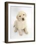 Yellow Labrador Retriever Puppy, 7 Weeks, Sitting and Looking Up-Mark Taylor-Framed Photographic Print