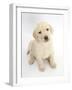 Yellow Labrador Retriever Puppy, 7 Weeks, Sitting and Looking Up-Mark Taylor-Framed Photographic Print