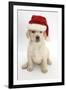 Yellow Labrador Retriever Puppy, 7 Weeks, Wearing a Father Christmas Hat-Mark Taylor-Framed Photographic Print