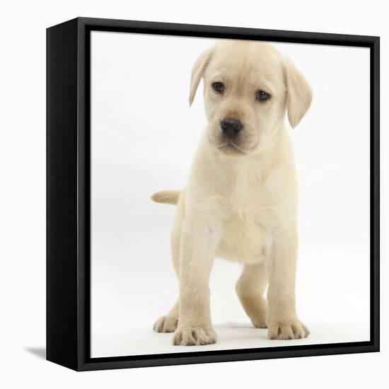 Yellow Labrador Retriever Puppy, 7 Weeks-Mark Taylor-Framed Stretched Canvas