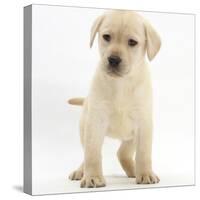 Yellow Labrador Retriever Puppy, 7 Weeks-Mark Taylor-Stretched Canvas