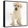 Yellow Labrador Retriever Puppy, 7 Weeks-Mark Taylor-Framed Stretched Canvas