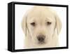 Yellow Labrador Retriever Puppy, 7 Weeks-Mark Taylor-Framed Stretched Canvas