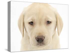 Yellow Labrador Retriever Puppy, 7 Weeks-Mark Taylor-Stretched Canvas