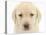 Yellow Labrador Retriever Puppy, 7 Weeks-Mark Taylor-Stretched Canvas