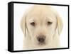 Yellow Labrador Retriever Puppy, 7 Weeks-Mark Taylor-Framed Stretched Canvas