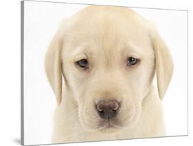 Yellow Labrador Retriever Puppy, 7 Weeks-Mark Taylor-Stretched Canvas