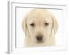 Yellow Labrador Retriever Puppy, 7 Weeks-Mark Taylor-Framed Photographic Print