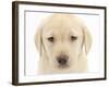 Yellow Labrador Retriever Puppy, 7 Weeks-Mark Taylor-Framed Photographic Print