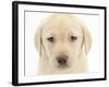 Yellow Labrador Retriever Puppy, 7 Weeks-Mark Taylor-Framed Photographic Print