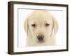 Yellow Labrador Retriever Puppy, 7 Weeks-Mark Taylor-Framed Photographic Print