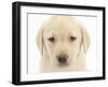 Yellow Labrador Retriever Puppy, 7 Weeks-Mark Taylor-Framed Photographic Print