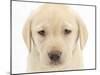 Yellow Labrador Retriever Puppy, 7 Weeks-Mark Taylor-Mounted Photographic Print