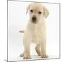 Yellow Labrador Retriever Puppy, 7 Weeks-Mark Taylor-Mounted Photographic Print