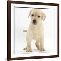 Yellow Labrador Retriever Puppy, 7 Weeks-Mark Taylor-Framed Photographic Print