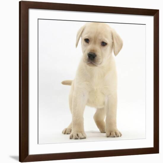 Yellow Labrador Retriever Puppy, 7 Weeks-Mark Taylor-Framed Photographic Print