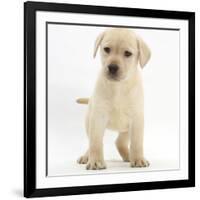 Yellow Labrador Retriever Puppy, 7 Weeks-Mark Taylor-Framed Photographic Print