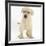 Yellow Labrador Retriever Puppy, 7 Weeks-Mark Taylor-Framed Photographic Print