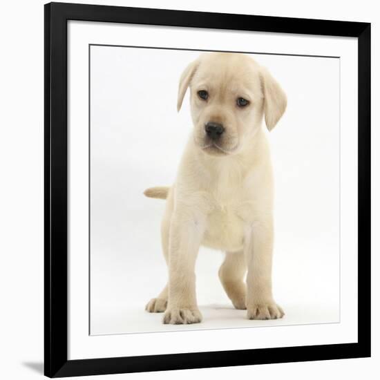 Yellow Labrador Retriever Puppy, 7 Weeks-Mark Taylor-Framed Photographic Print