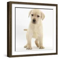 Yellow Labrador Retriever Puppy, 7 Weeks-Mark Taylor-Framed Photographic Print