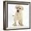 Yellow Labrador Retriever Puppy, 7 Weeks-Mark Taylor-Framed Photographic Print