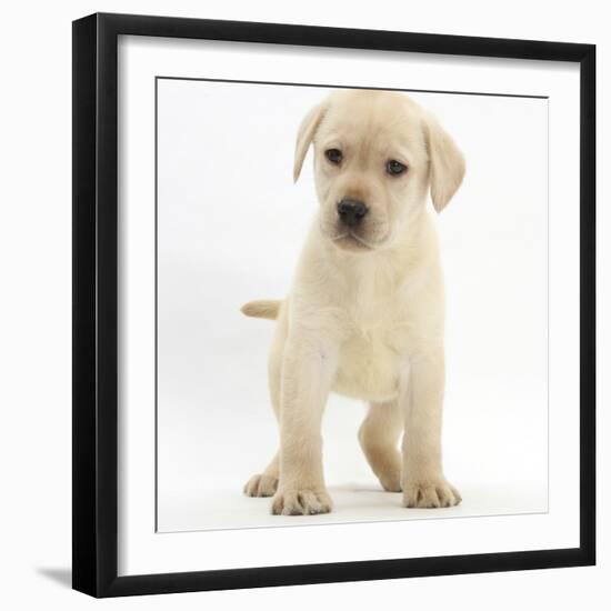 Yellow Labrador Retriever Puppy, 7 Weeks-Mark Taylor-Framed Photographic Print