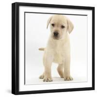 Yellow Labrador Retriever Puppy, 7 Weeks-Mark Taylor-Framed Photographic Print