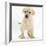 Yellow Labrador Retriever Puppy, 7 Weeks-Mark Taylor-Framed Photographic Print