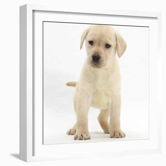 Yellow Labrador Retriever Puppy, 7 Weeks-Mark Taylor-Framed Photographic Print