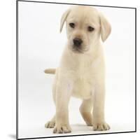 Yellow Labrador Retriever Puppy, 7 Weeks-Mark Taylor-Mounted Photographic Print