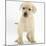 Yellow Labrador Retriever Puppy, 7 Weeks-Mark Taylor-Mounted Photographic Print