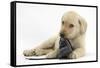 Yellow Labrador Retriever Puppy, 8 Weeks, Chewing a Child's Shoe-Mark Taylor-Framed Stretched Canvas