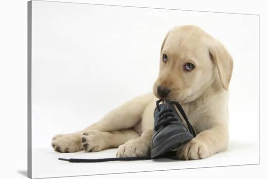 Yellow Labrador Retriever Puppy, 8 Weeks, Chewing a Child's Shoe-Mark Taylor-Stretched Canvas