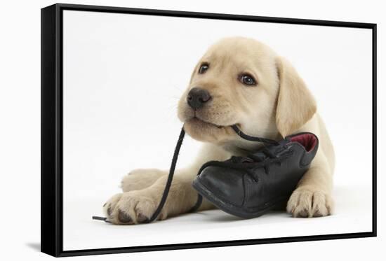 Yellow Labrador Retriever Puppy, 8 Weeks, Chewing a Child's Shoe-Mark Taylor-Framed Stretched Canvas