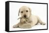 Yellow Labrador Retriever Puppy, 8 Weeks, Chewing a Child's Shoe-Mark Taylor-Framed Stretched Canvas