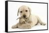 Yellow Labrador Retriever Puppy, 8 Weeks, Chewing a Child's Shoe-Mark Taylor-Framed Stretched Canvas