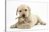 Yellow Labrador Retriever Puppy, 8 Weeks, Chewing a Child's Shoe-Mark Taylor-Stretched Canvas