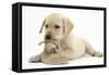 Yellow Labrador Retriever Puppy, 8 Weeks, Chewing a Child's Shoe-Mark Taylor-Framed Stretched Canvas