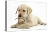 Yellow Labrador Retriever Puppy, 8 Weeks, Chewing a Child's Shoe-Mark Taylor-Stretched Canvas