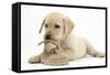 Yellow Labrador Retriever Puppy, 8 Weeks, Chewing a Child's Shoe-Mark Taylor-Framed Stretched Canvas