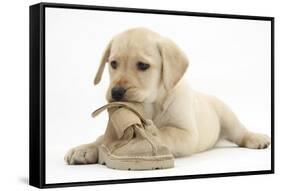 Yellow Labrador Retriever Puppy, 8 Weeks, Chewing a Child's Shoe-Mark Taylor-Framed Stretched Canvas