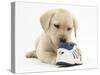 Yellow Labrador Retriever Puppy, 8 Weeks, Chewing a Child's Shoe-Mark Taylor-Stretched Canvas